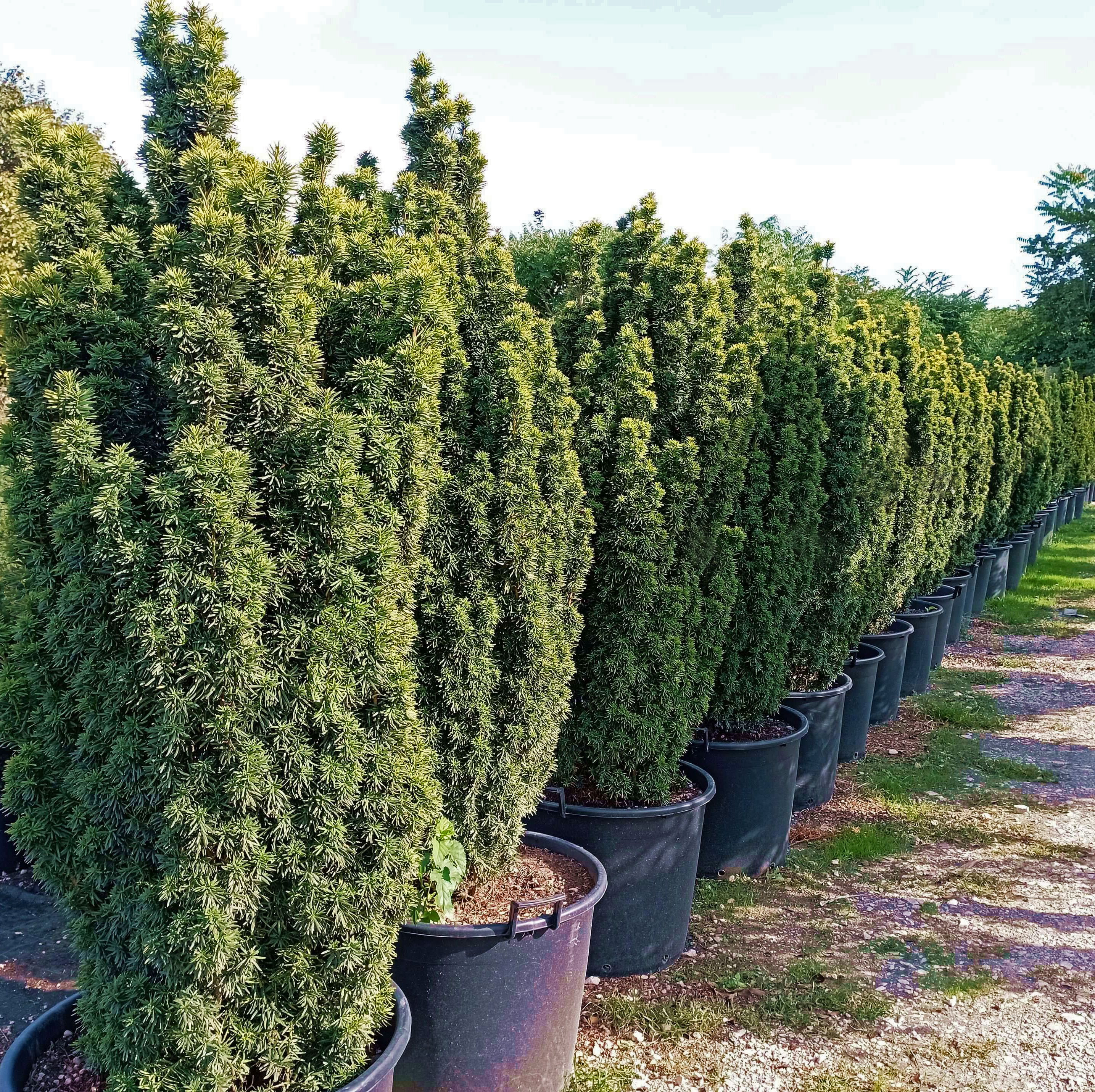 Arany oszlopos tiszafa Taxus baccata 'David'